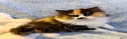 British Longhair cats for sale: British Longhair girls TICA registered  - Advert 13