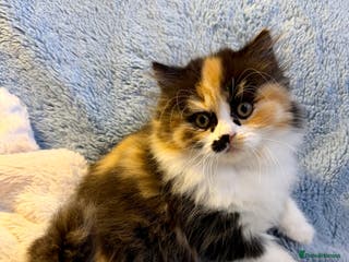 British Longhair cats British Longhair girls TICA registered - Advert 1