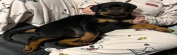 Rottweiler dogs for sale: Top Quality KC Health Tested Rottweiler Puppies  - Advert 3