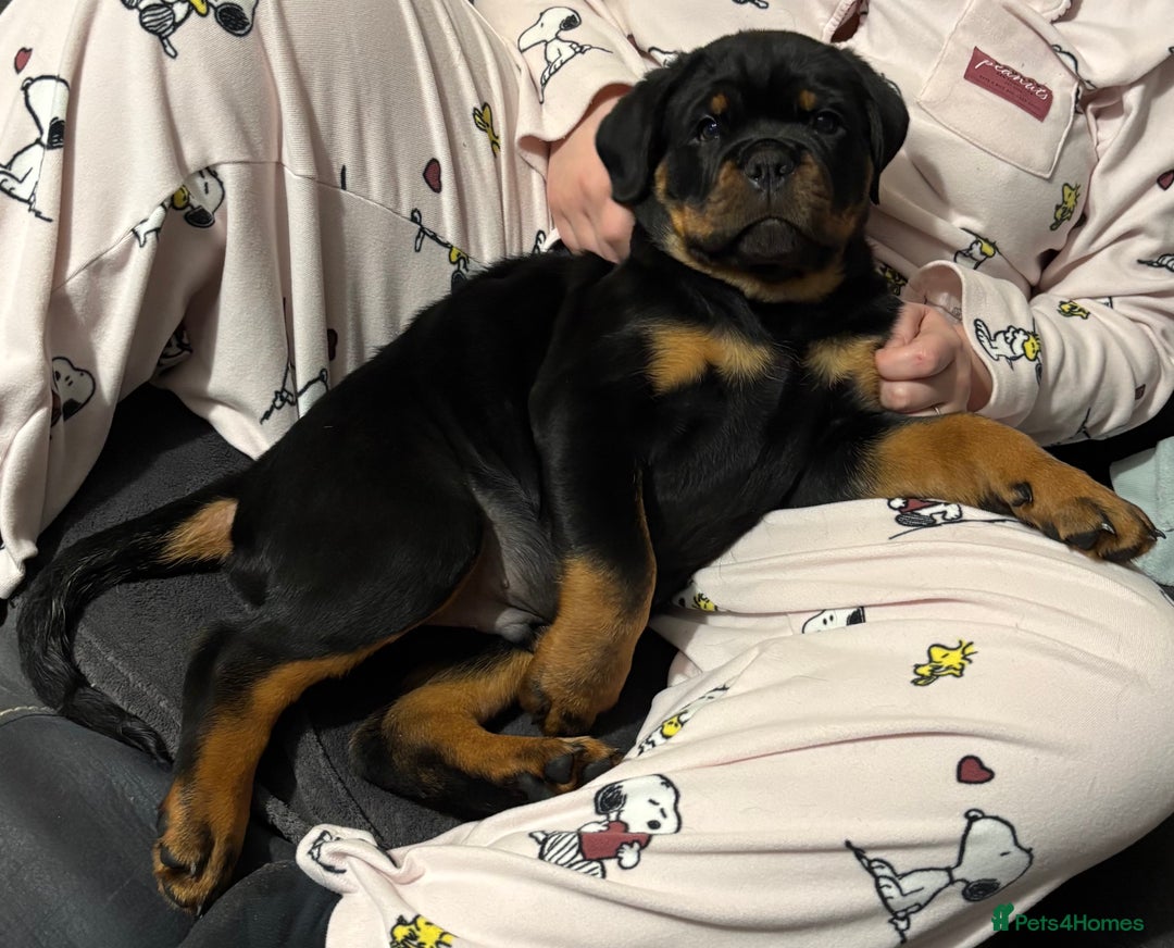 Rottweiler dogs for sale: Top Quality KC Health Tested Rottweiler Puppies  - Advert 3