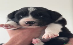 Border Collie dogs for sale: 4 week old Adorable Border Collie Puppies  - Image 14