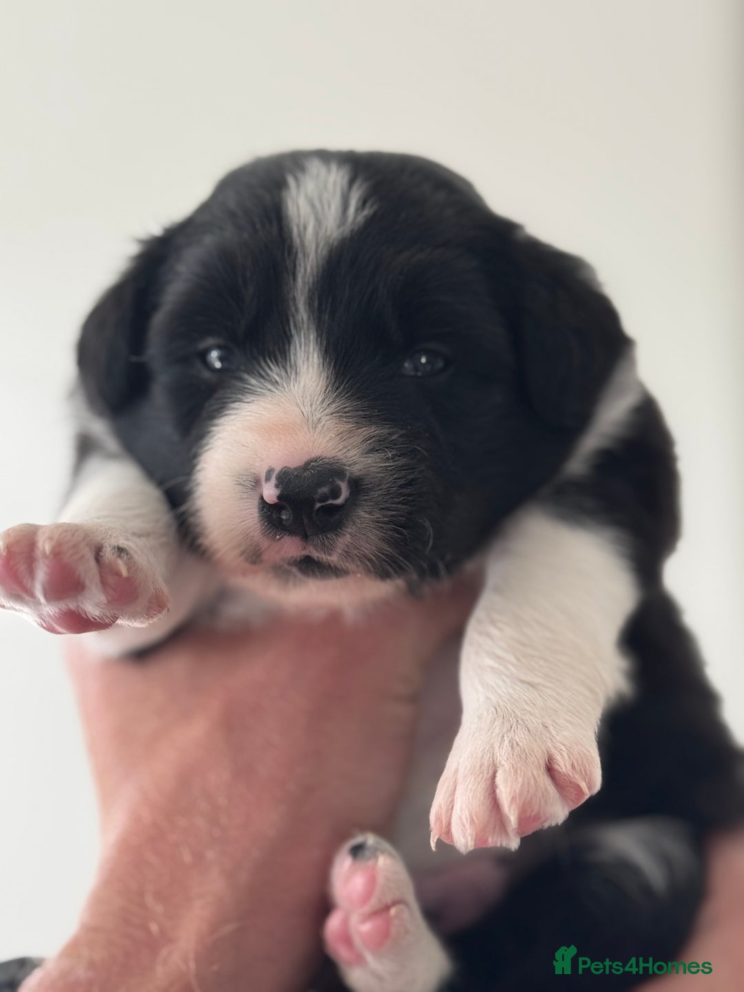 Border Collie dogs for sale: 4 week old Adorable Border Collie Puppies  - Image 14
