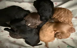 Mixed Breed dogs for sale: Australian Labradoodle Pups. READY 30th October  - Image 19