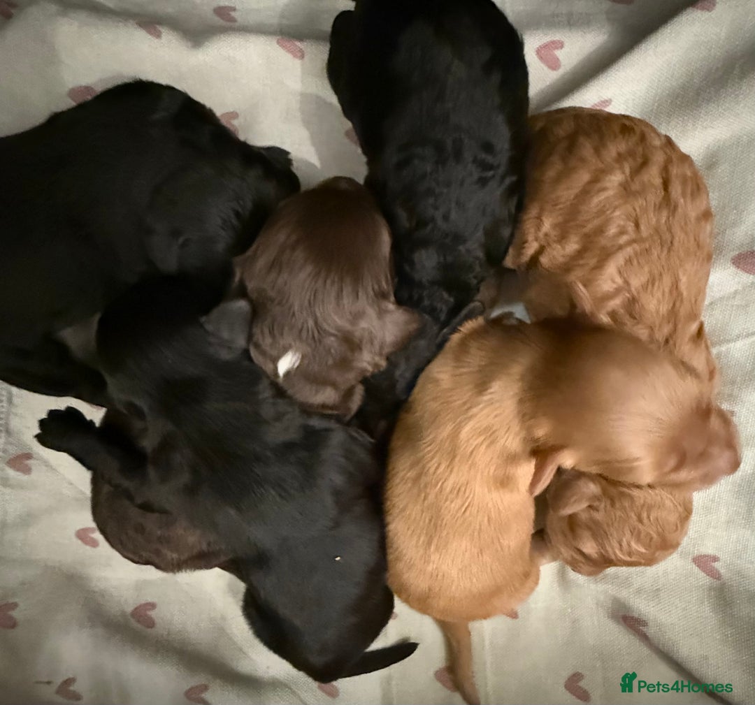 Mixed Breed dogs for sale: Australian Labradoodle Pups. READY 30th October  - Image 19