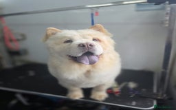 Chow Chow dogs for sale: Chow Chow Male 9.5 months old - Image 1