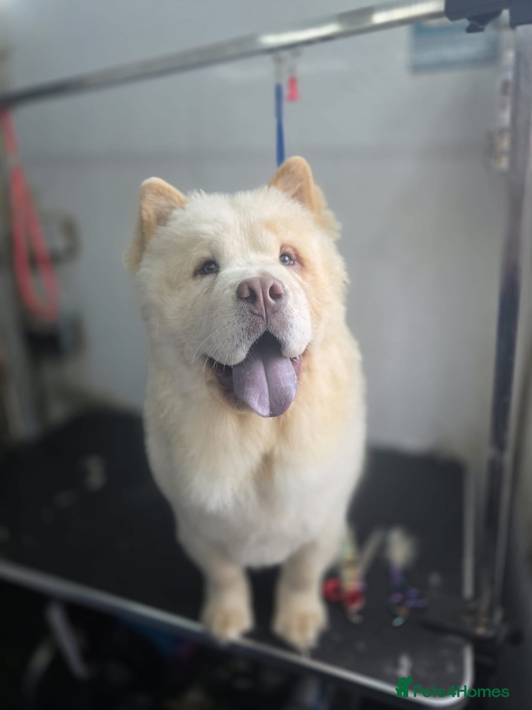 Chow Chow dogs for sale: Chow Chow Male 9.5 months old - Image 1