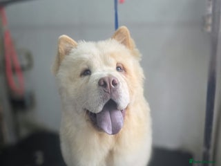 Chow Chow dogs - Advert 31