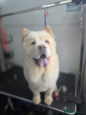 Chow Chow dogs - Advert 1