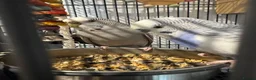 Budgerigars birds for sale: Two young budgies and full set up  in Stroud - Advert 13