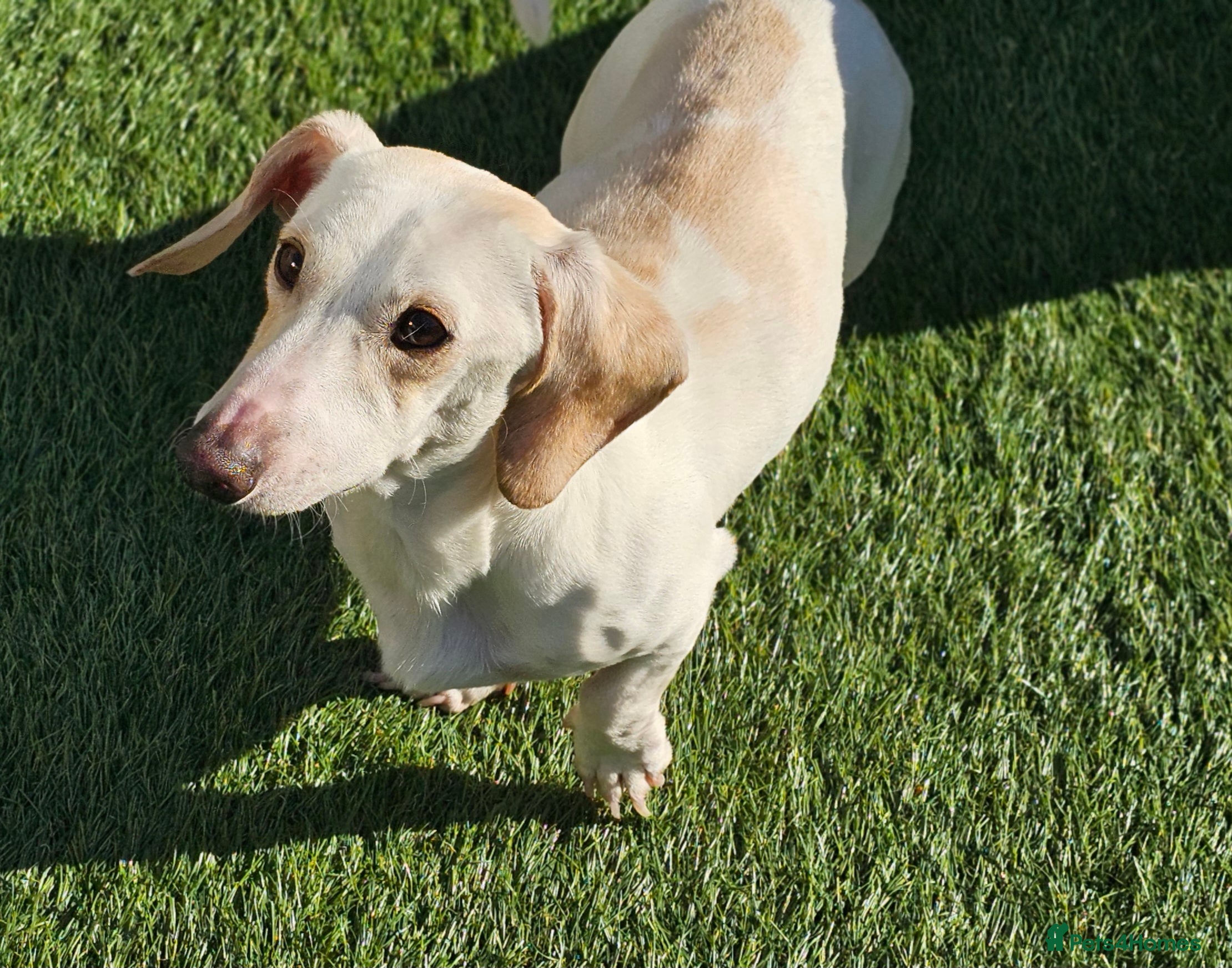 Miniature Dachshund dogs KC Smooth Cream Piebald - Advert 3