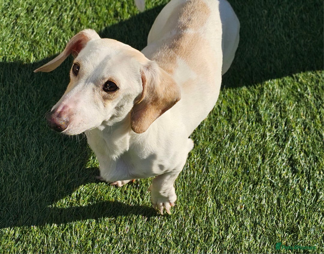 Miniature Dachshund dogs for sale: KC Smooth Cream Piebald - Image 1