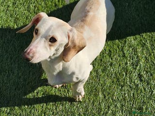 Miniature Dachshund dogs KC Smooth Cream Piebald - Advert 11