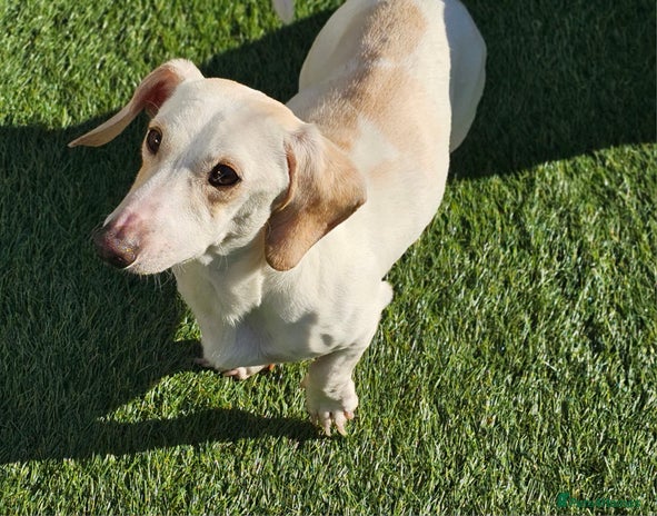 Miniature Dachshund dogs - Advert 1