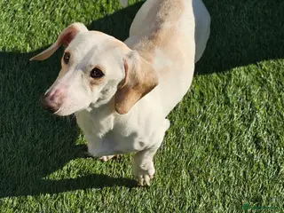 Miniature Dachshund dogs KC Smooth Cream Piebald - Advert 5