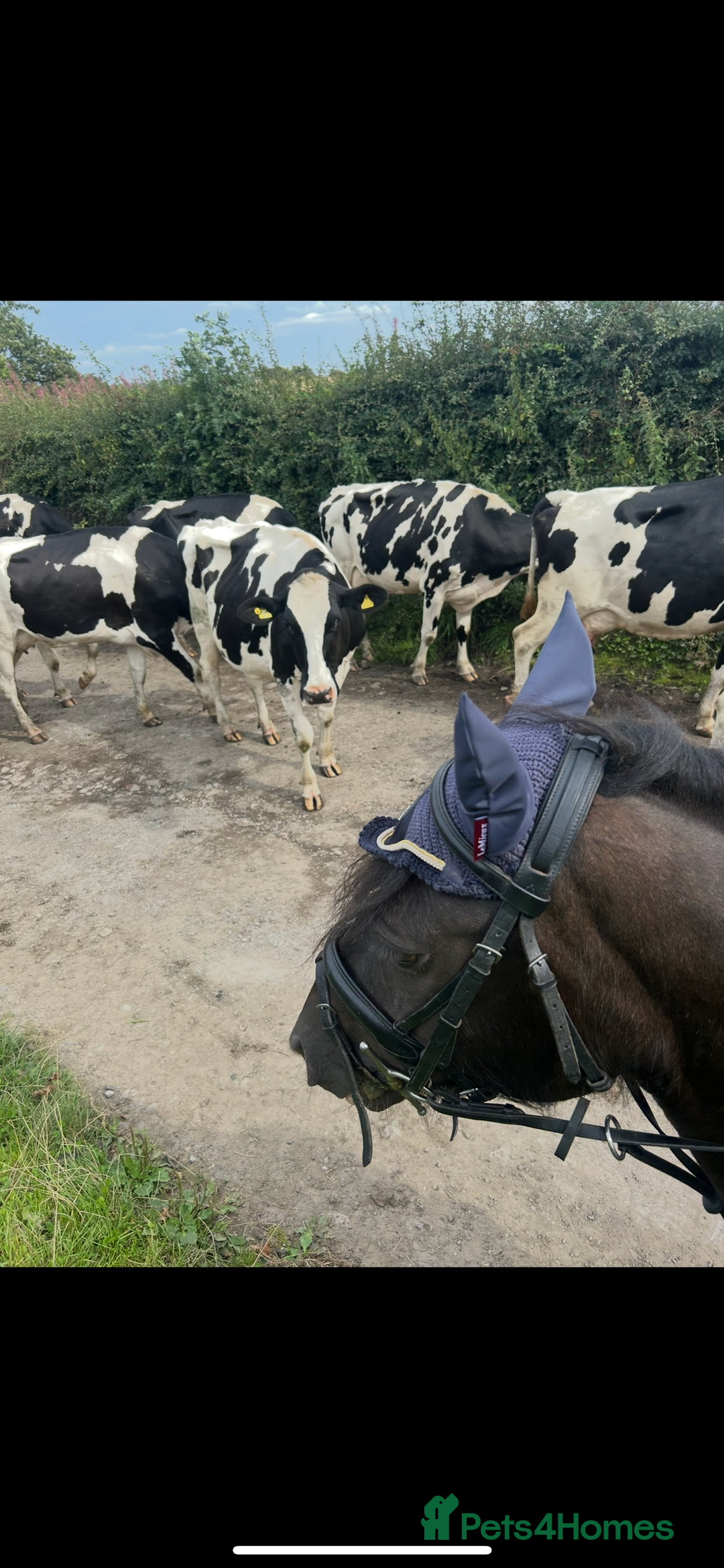 Highland horses for sale: 13.2 pony looking for a job to do - Advert 6