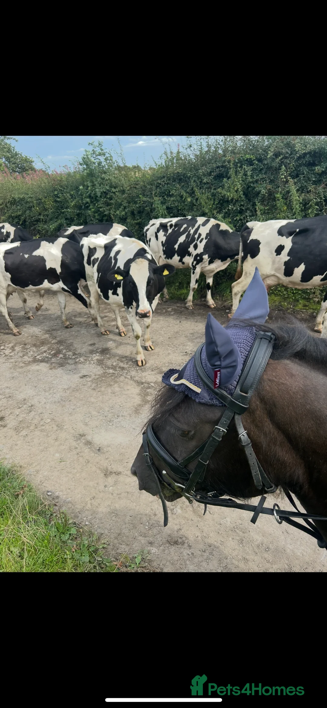 Highland horses for sale: 13.2 Welsh x pony looking for her next family  - Advert 6