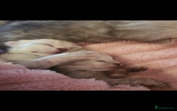 Persian cats for sale: Persian ready now - Image 2