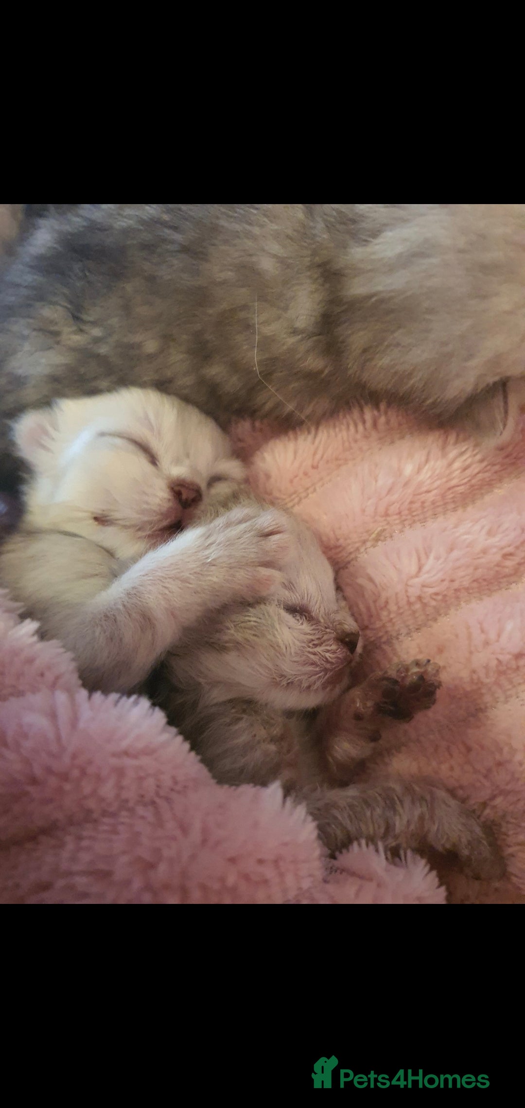 Persian cats for sale: Persian ready now - Image 2