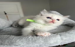 Ragdoll cats for sale: Registered Ragdoll kitttens for sale - Image 5