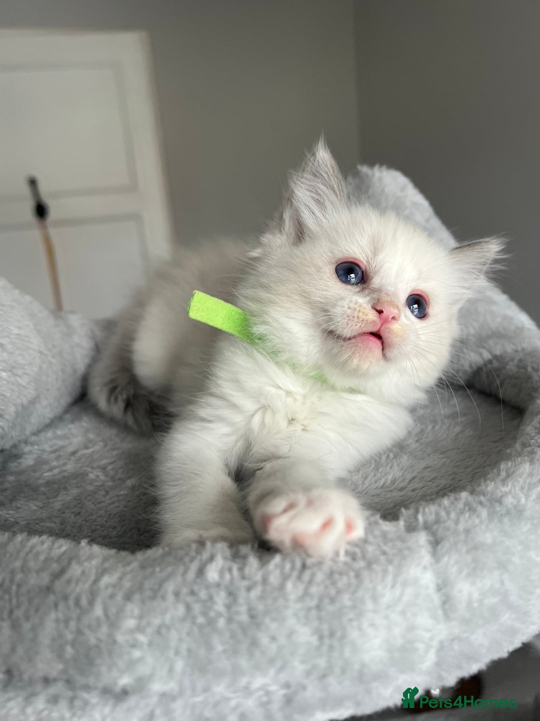 Ragdoll cats for sale: Registered Ragdoll kitttens for sale - Image 5