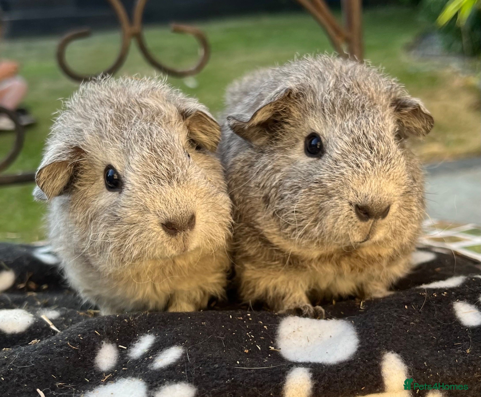 Guinea Pig rodents Guniea pigs. - Advert 9