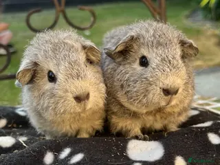 Guinea Pig rodents Guniea pigs. - Advert 9