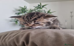 Mixed Breed cats for sale: Half british shorthair kittens - Image 6