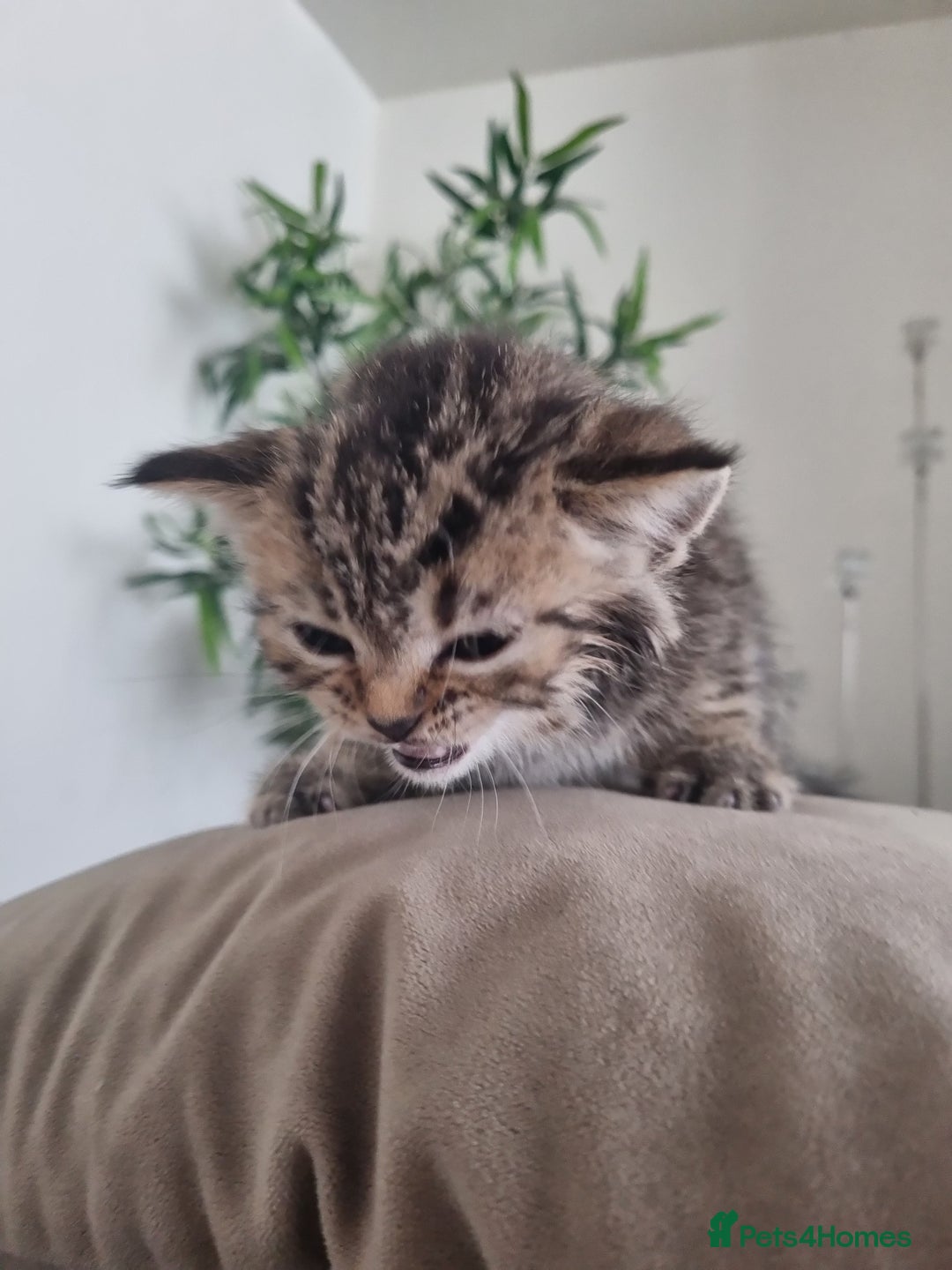 Mixed Breed cats for sale: Half british shorthair kittens - Image 6