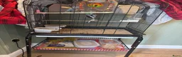 Budgerigars birds for sale: 2x budgie bird - Advert 2