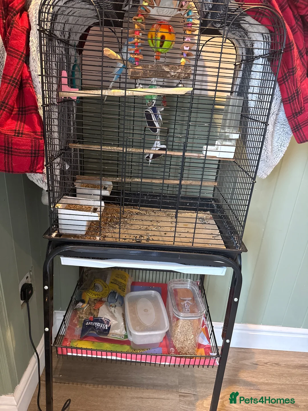 Budgerigars birds for sale: 2x budgie bird - Advert 2