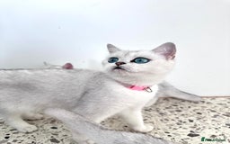 British Shorthair cats for sale: Tica British short hair kittens  - Image 7