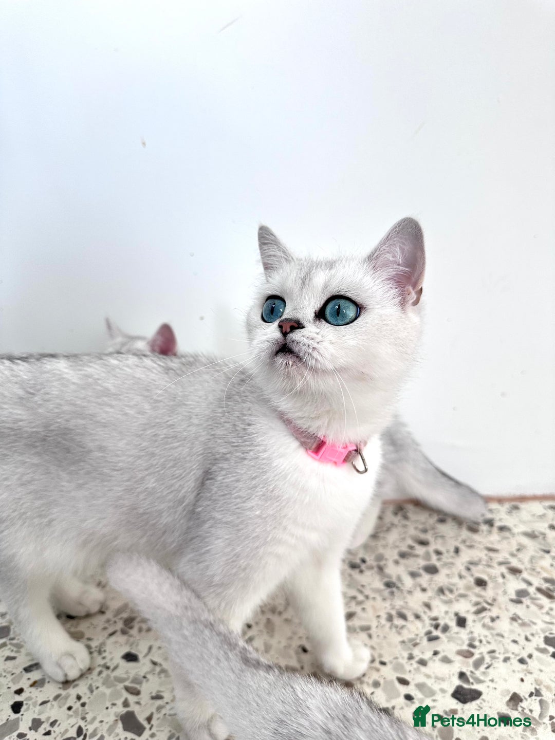 British Shorthair cats for sale: Tica British short hair kittens  - Image 7