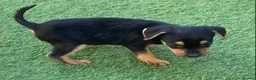 Jack Russell dogs for sale: Jack Russell puppies  - Advert 4