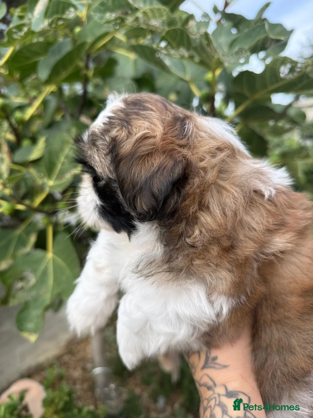 Shih Tzu dogs for sale: 5 purebred adorable fluffy shihtzu’s ready to view - Advert 2