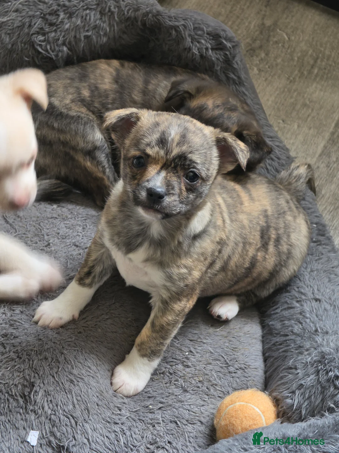 Chihuahua dogs for sale: RARE Brindle Chihuahua Puppies - Advert 2