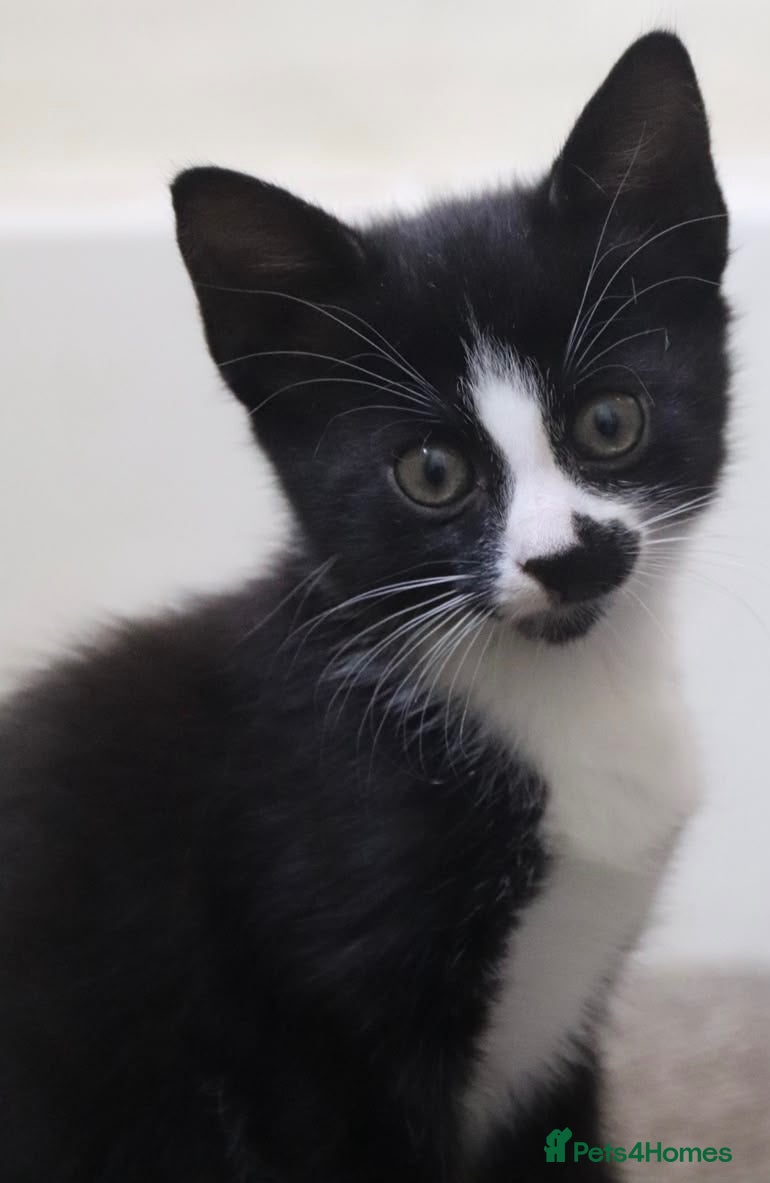 Mixed Breed cats 2 Stunning, part Siamese female kittens ready now  - Advert 2