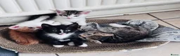Mixed Breed cats for sale: Mixed tabby kittens  - Advert 6