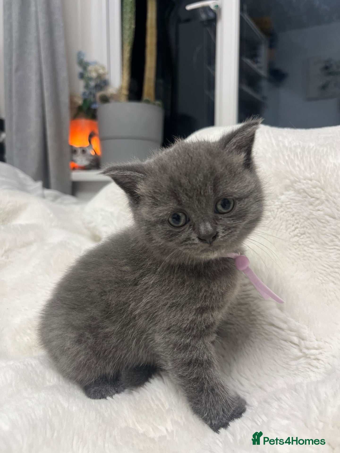 British Shorthair cats British shorthair kittens x5 Blue & silver tabby  - Advert 1