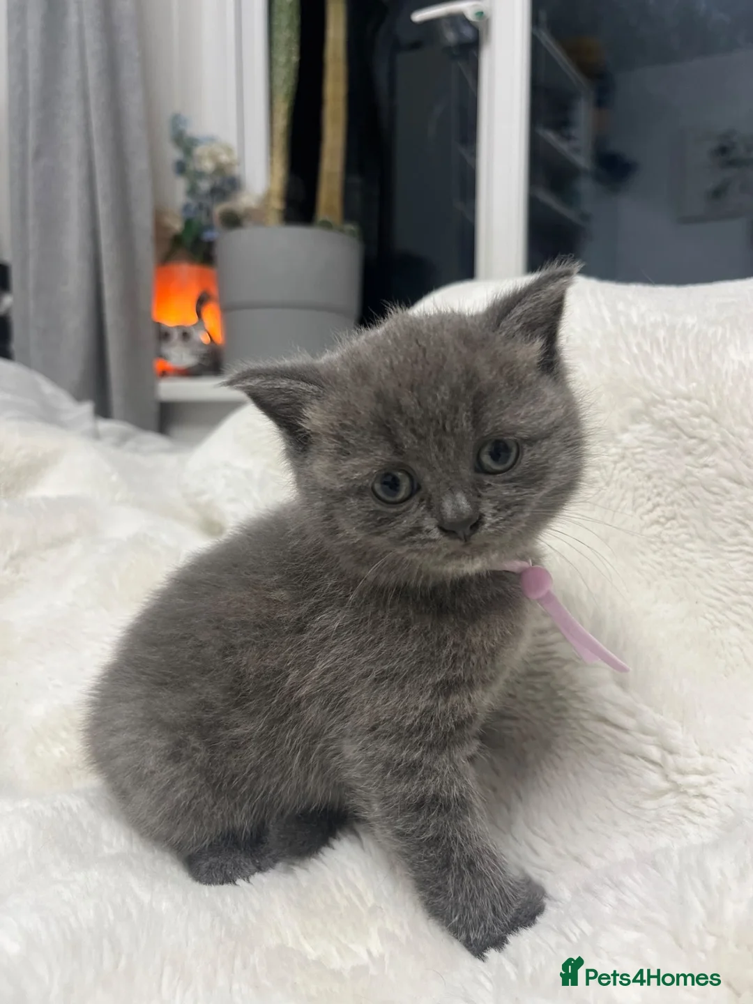 British Shorthair cats for sale: British shorthair kittens x5 Blue & silver tabby  - Advert 1
