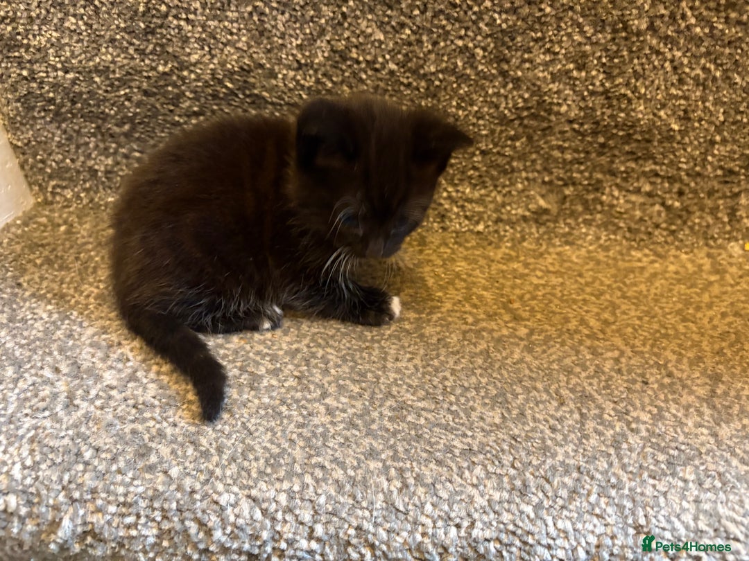 Mixed Breed cats for sale: 2 gorgeous kittens - Image 16