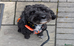 Mixed Breed dogs for sale: Looking for active couple/person with no kids/cats - Image 1