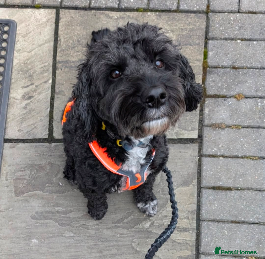 Mixed Breed dogs for sale: Looking for active couple/person with no kids/cats - Image 1
