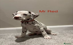 Dalmatian dogs for sale: 1 DALMATIAN LEFT READY NOW - Image 8