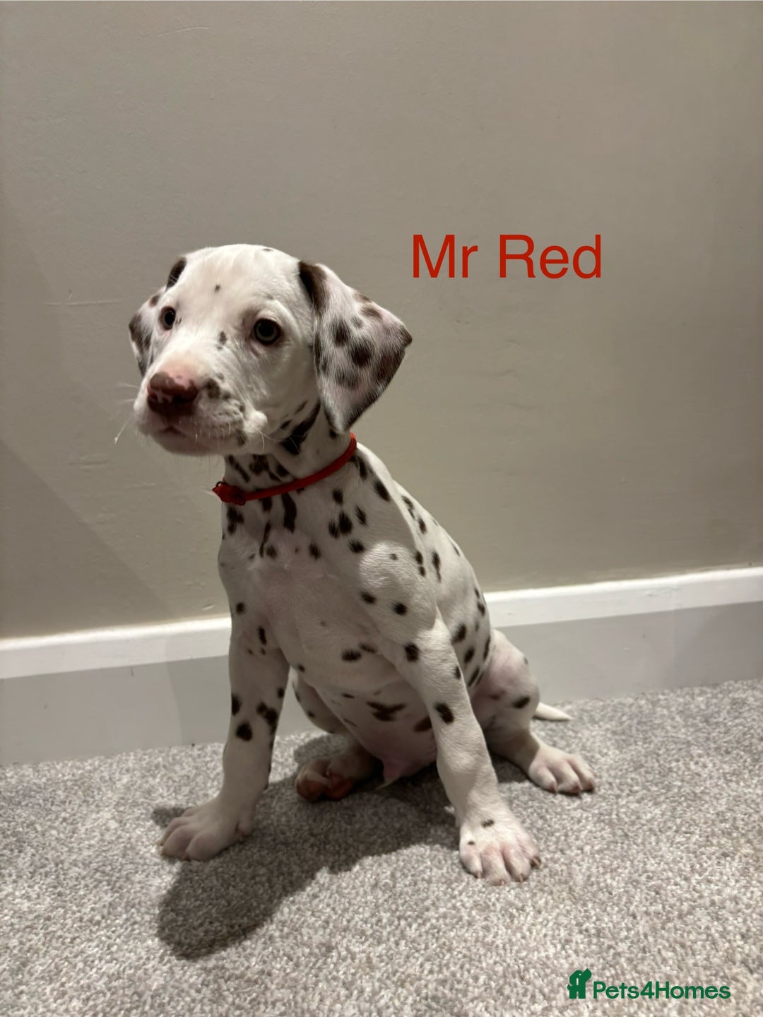 Dalmatian dogs for sale: 1 DALMATIAN LEFT READY NOW - Image 8
