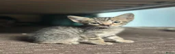 Mixed Breed cats for sale: 6 lovely kittens for adoption  - Advert 5