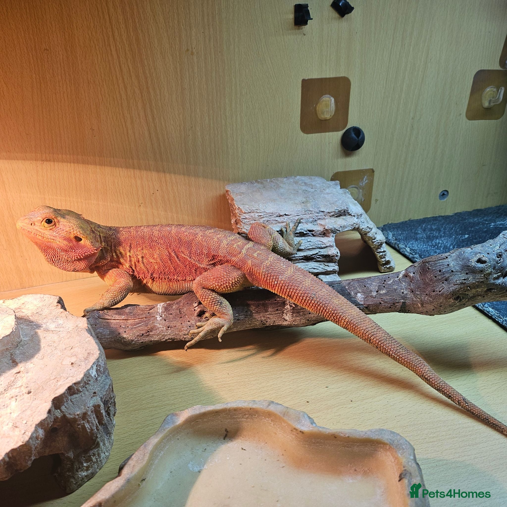 Bearded Dragon reptiles Gizmo - Advert 1