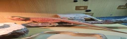 Bearded Dragon reptiles for sale: Gizmo in Birmingham - Advert 1