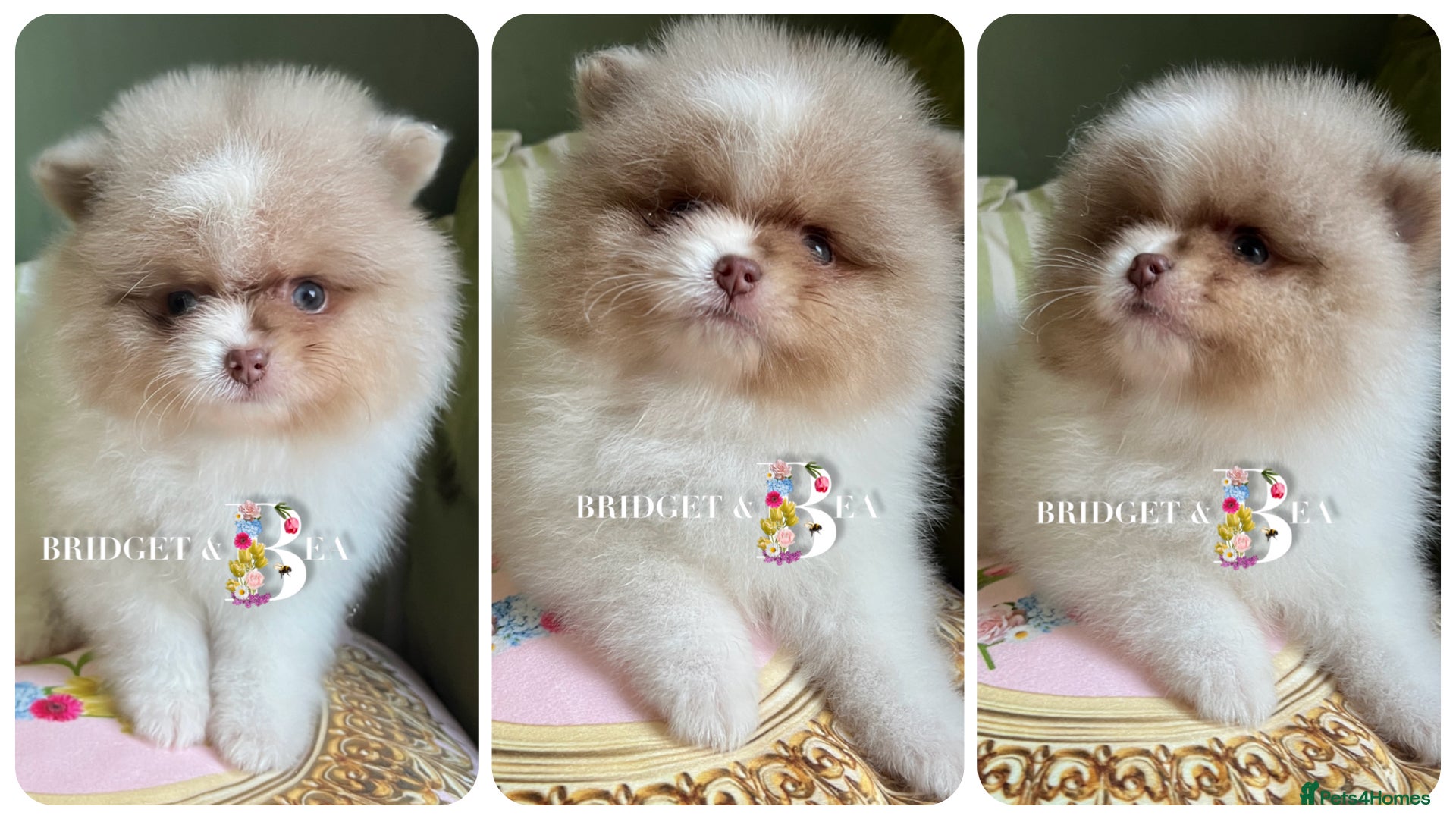 Pomeranian dogs 💛READY NOW 💛 - Advert 4