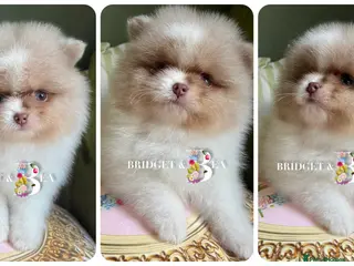 Pomeranian dogs 💛READY NOW 💛 - Advert 3