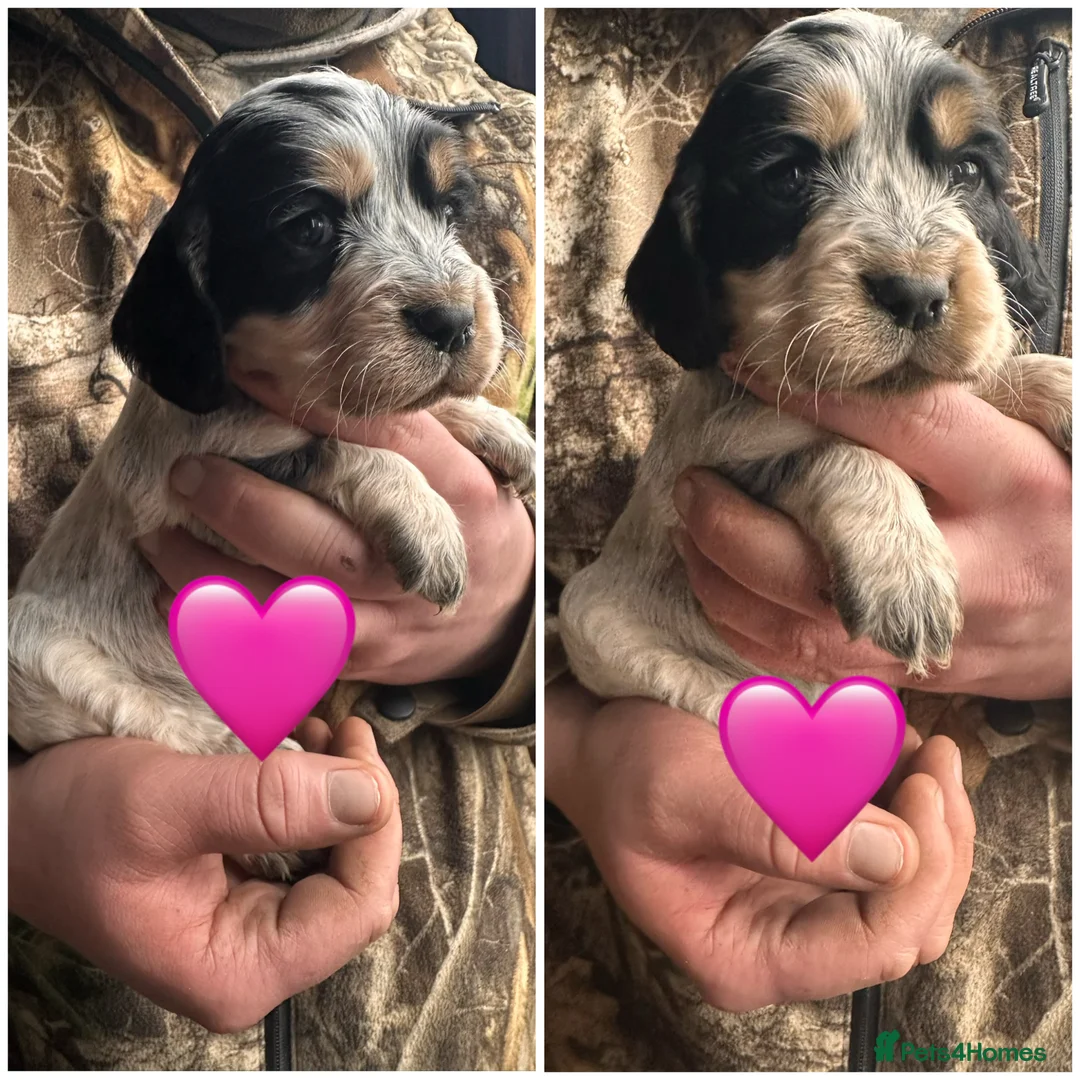 Cocker Spaniel dogs for sale: Beautiful Cocker Spaniel -LAST BOY LEFT 💙 - Advert 6
